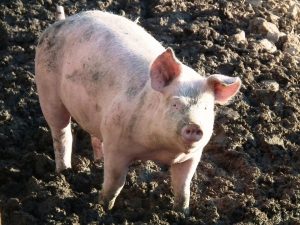 Animal farm